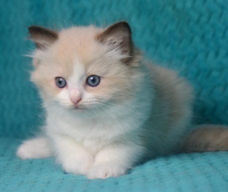 Disonysos chocolate mink bicolor Kater vergeben