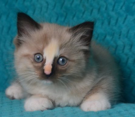 Delilah seal tortie mink mitted Katzin vergeben