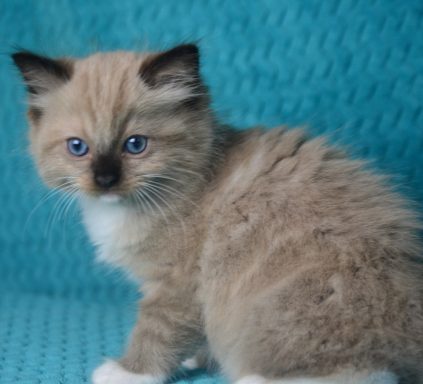 Dobby seal mink mitted Kater vergeben