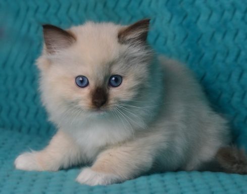 Diana point seal mitted Katzin v ergeben