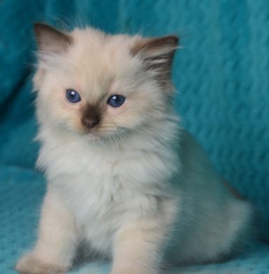 Dante  point seal Kater vergeben
